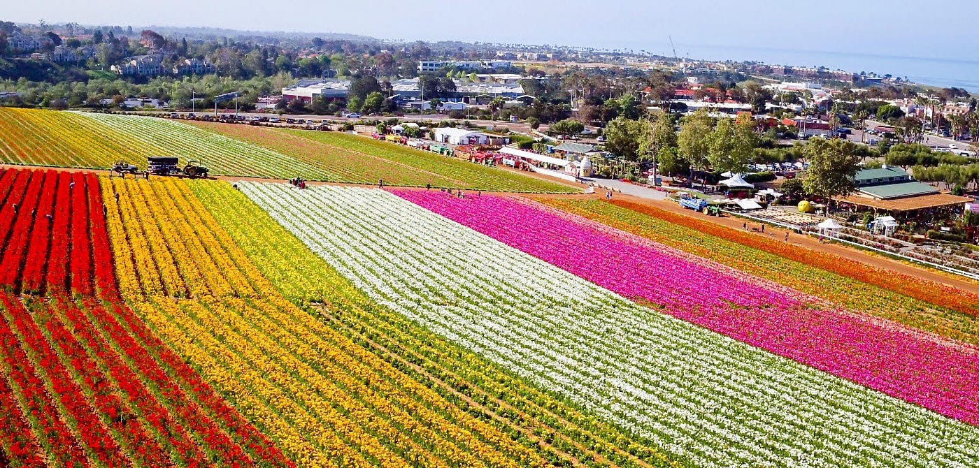 Carlsbad Flower Fields — colorful ranunculus blooms