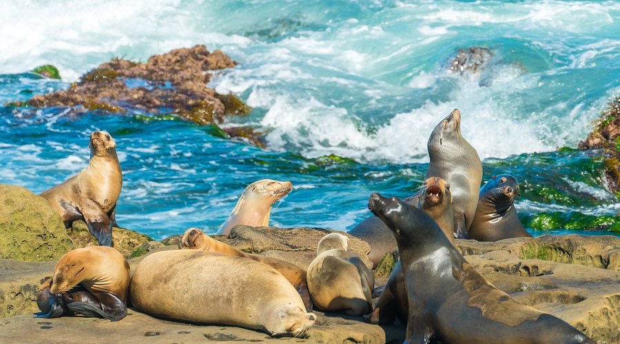 La Jolla Cove with sea lions on the rocks