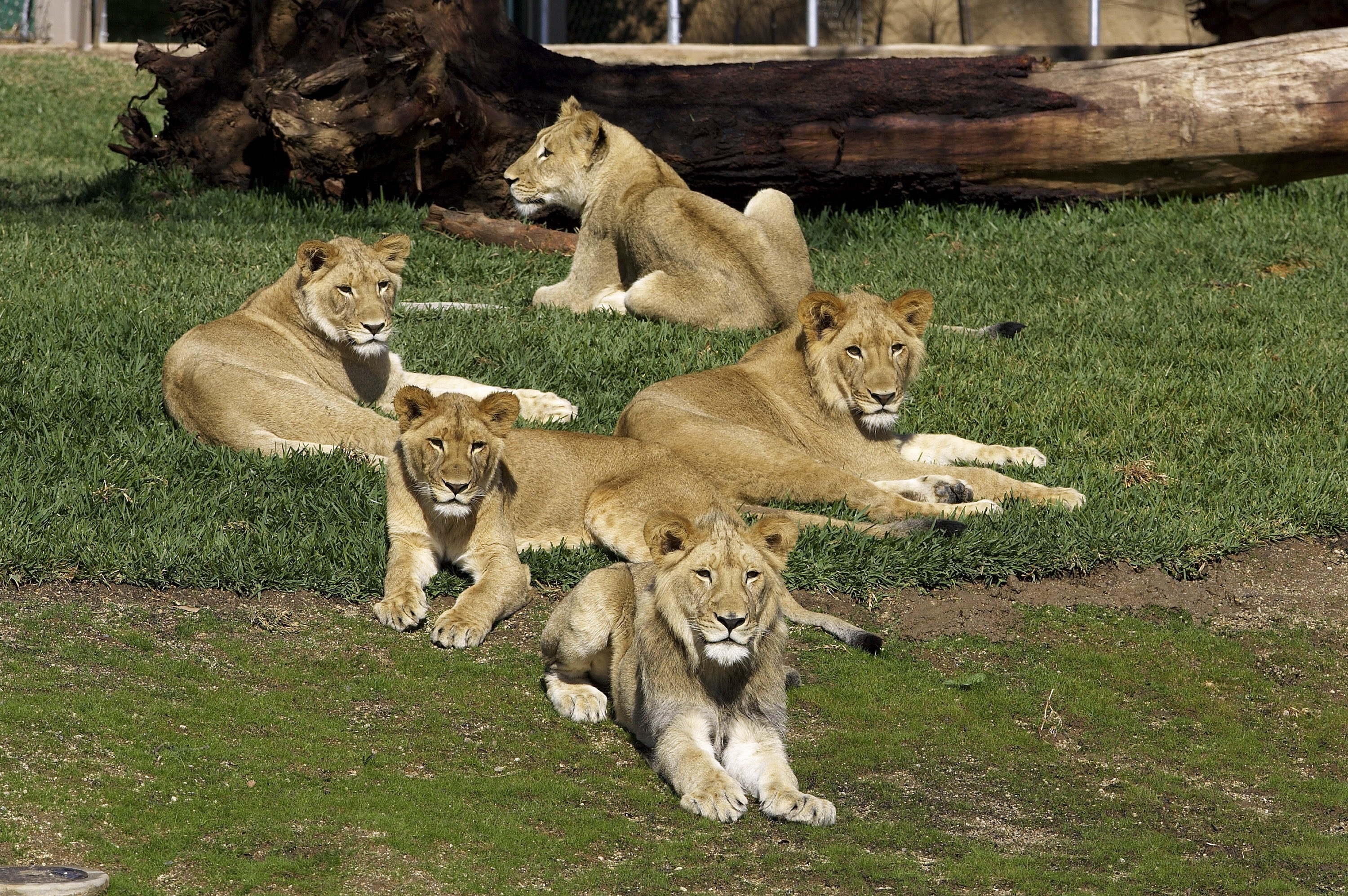 San Diego Zoo Safari Park — pride